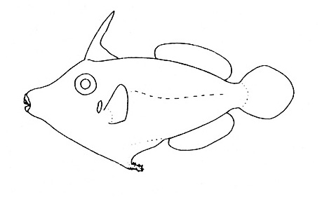 Representative of the Monacanthidae family (Gosline & Brock, 1960, fig. 139)